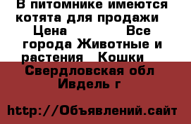 В питомнике имеются котята для продажи › Цена ­ 30 000 - Все города Животные и растения » Кошки   . Свердловская обл.,Ивдель г.